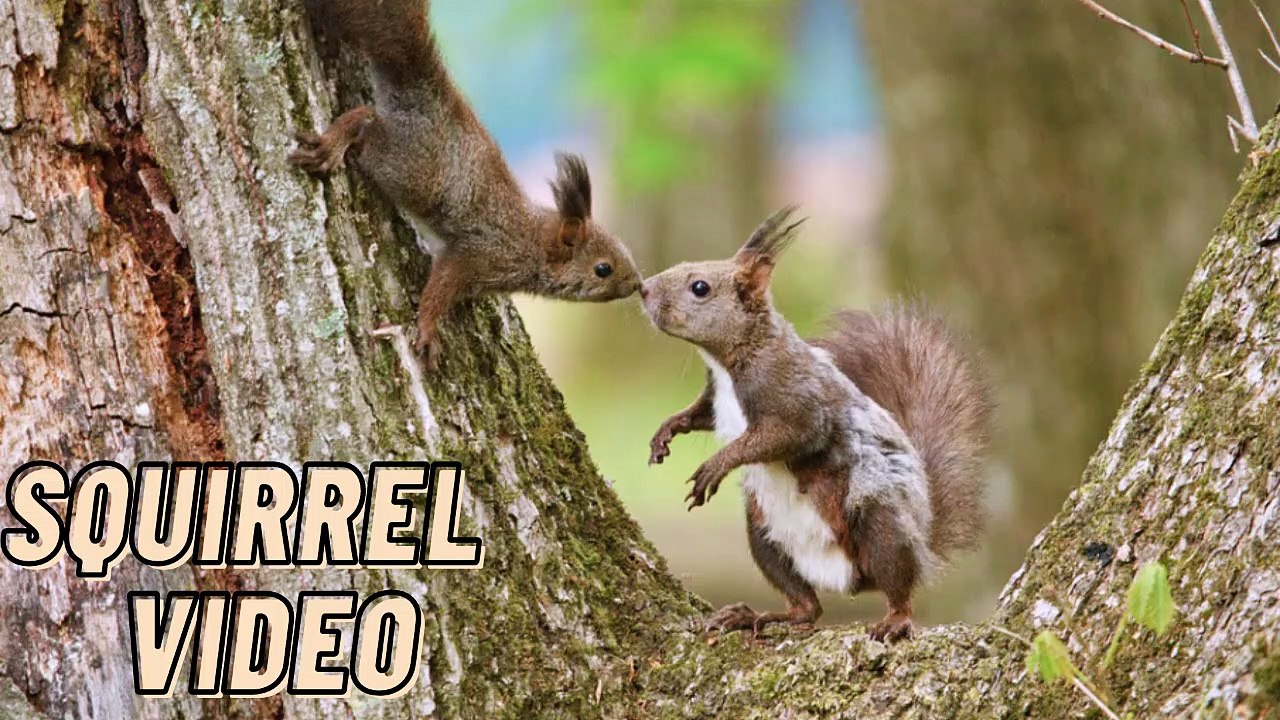 Squirrel Barking Loud Sound Video By Kingdom Of Awais
