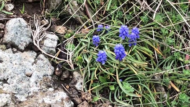 Doğada Şifalı Yabani Sümbül Muscari Aucheri Cilt Bakımı İçin Kullanımı