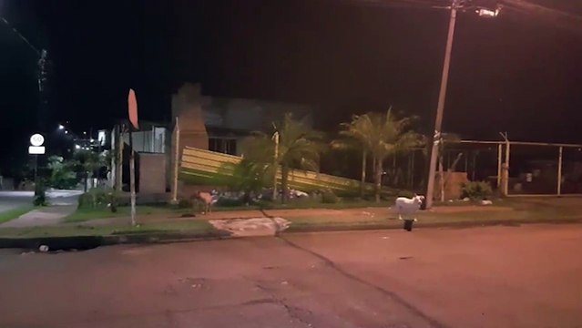 Casal de Pitbulls soltos na rua preocupam segurança de moradores do Bairro Neva