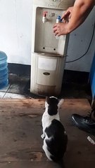 Kucing Lucu Minta Minum