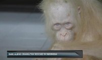 Rare albino orangutan rescued in Indonesia