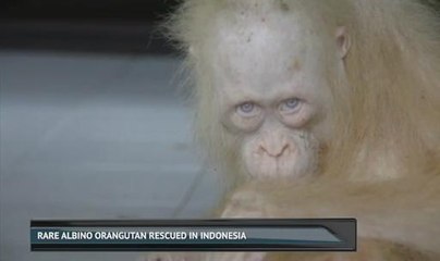 Rare albino orangutan rescued in Indonesia