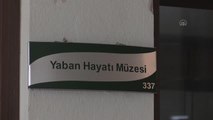 Yaban Hayatı Müzesi yarım asırdır ziyaretçilerini ağırlıyor