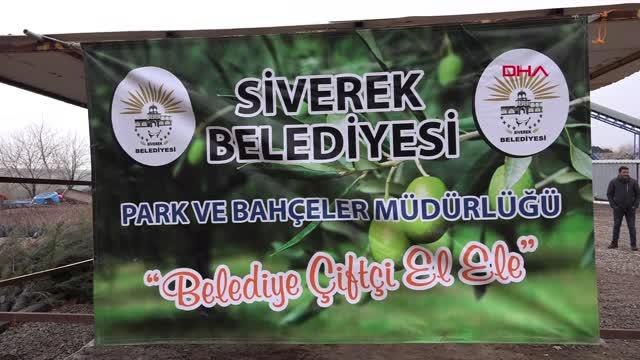 SİVEREK BELEDİYESİ ÇİFTÇİLERE 25 BİN ADET FİDANI DAĞITTI
