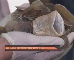 JDKM rampas sisik tenggiling RM9.18 juta di KLIA