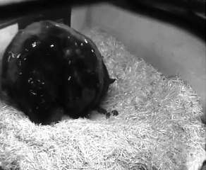 FOUR BABY BEARS CAUGHT ON CAMERA - A FIRST FOR WOBURN SAFARI PARK