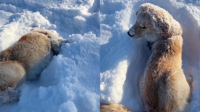 'Playful Golden Retriever puppy can't get enough of the snow '