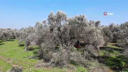 Balıkesir Büyükşehir Belediyesinden "zeytin alanlarında maden aranmasına izin verildiği" iddiasına açıklama