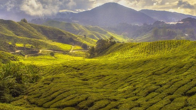 Estados Unidos pide a Colombia intensificar esfuerzos para erradicar cultivos de coca