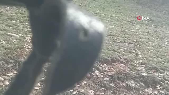 Domuz saldırısından yaralı kurtulan avcı: Gidin siz birde domuzun halini görün