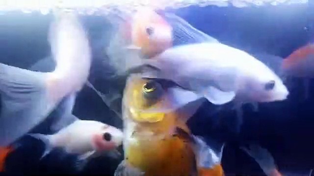 ikan hias air tawar warna warni penghilang suntuk