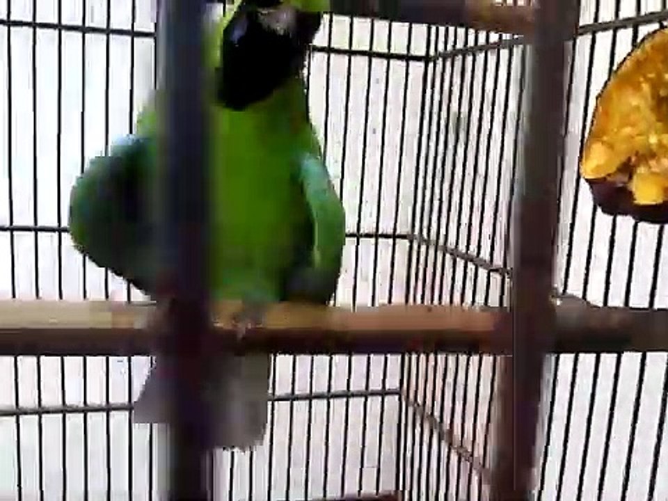 burung cucak ijo gacor