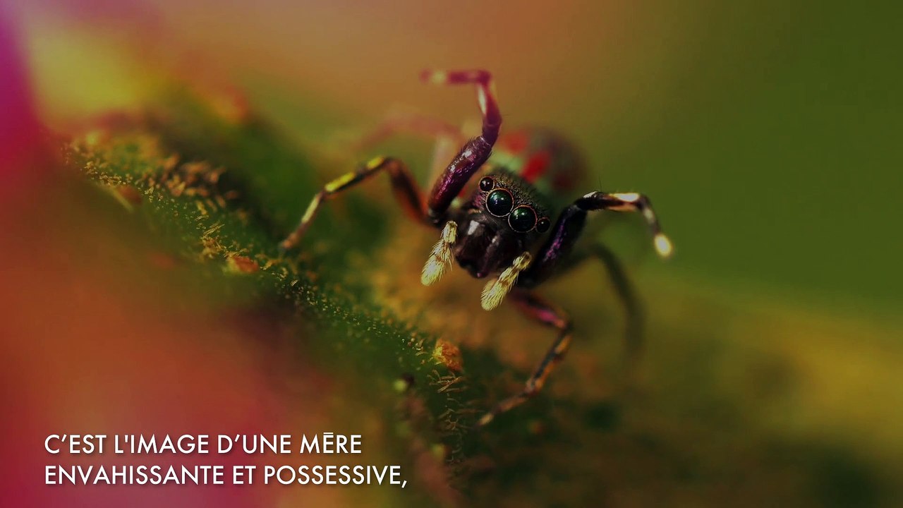 INTERPRÉTATION DES RÊVES : RÊVER D'ARAIGNÉE