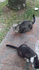 Cat I Met: Someone Offered Food