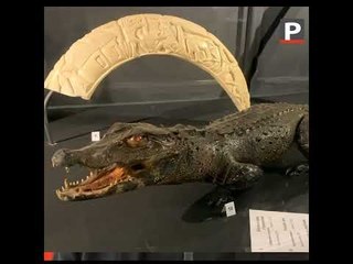 Marseille : Une exposition sur le trafic d’animaux sauvages