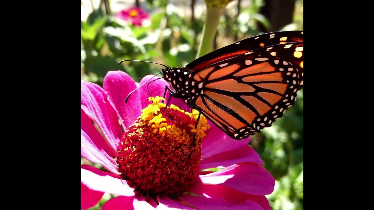 Living Within Me Dr. Robert Ownby