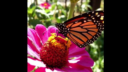 Living Within Me Dr. Robert Ownby