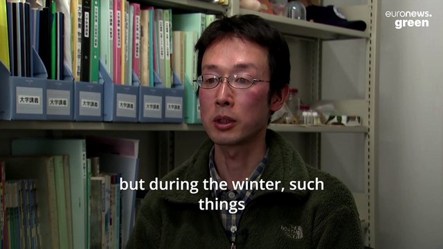 Seals with helmets are helping scientists with climate research in Antarctica