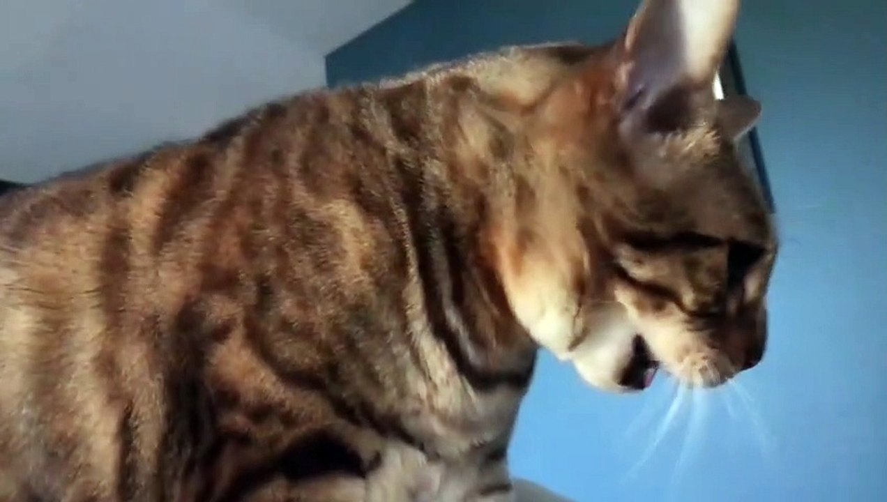 Auto tuned the cat because he won't shut up in the Morning