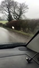 Colin the white wallaby spotted near Kenilworth