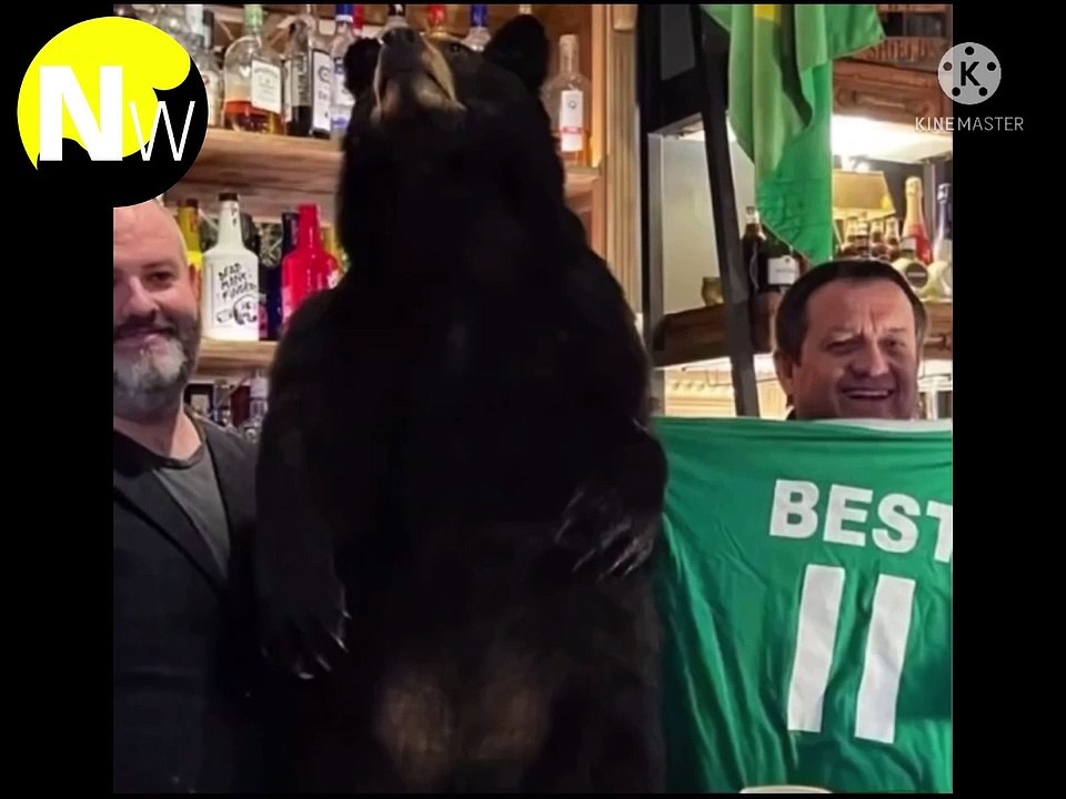 Herbert the bear returns to Col Porter's