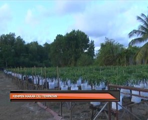 Kempen makan cili tempatan