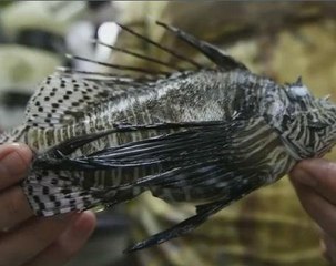 Robots and chefs hope to bring lion fish to a restaurant near you