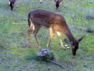 Burdur ve Antalya'daki yaban hayatı fotokapana yansıdı