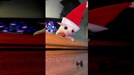 Rosie the Sugar Glider Eating a Treat with a Santa Hat