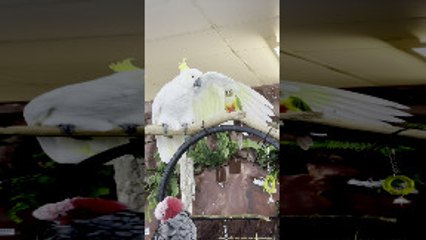 Feathered Friendship Comes in All Sizes