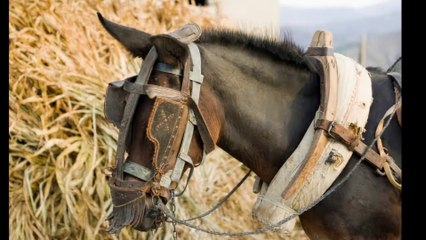 Daddy's Farm Dr. Robert Ownby