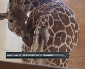 More than a million watch birth of NY zoo giraffe