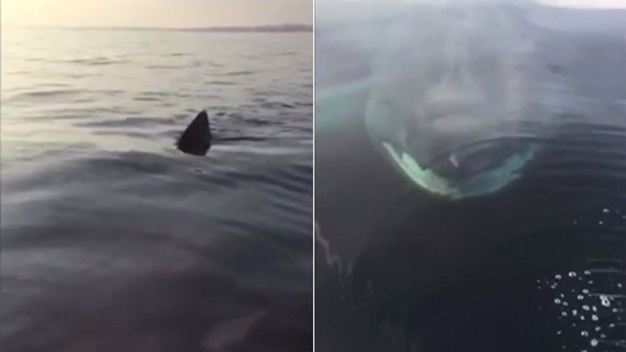 He was fishing when he saw a terrifying silhouette just beneath the water