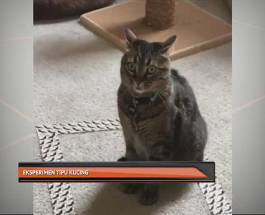 Eksperimen tipu kucing