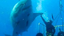 This 23 feet long shark could be the world's largest ever great white shark