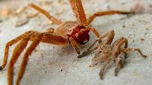 These Are the 5 Deadliest Spiders in the World