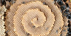 Australian Bees Are Creating Stunning Spiral Shaped Hives, Leaving Scientists Baffled