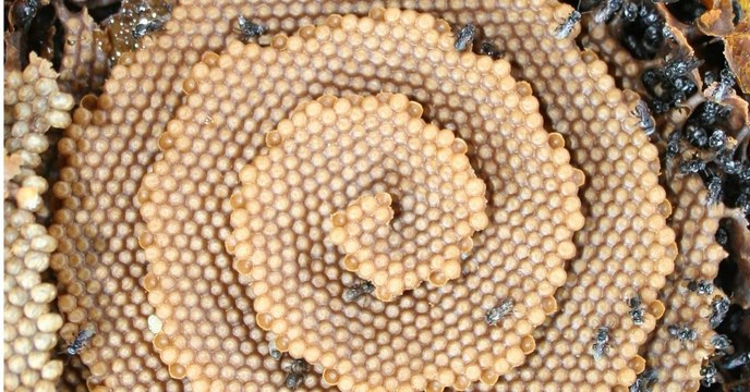 Australian Bees Are Creating Stunning Spiral Shaped Hives, Leaving Scientists Baffled