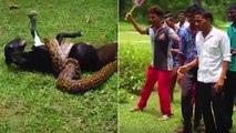 When An Enormous Python Attacked A Baby Goat, These Villagers Stepped In