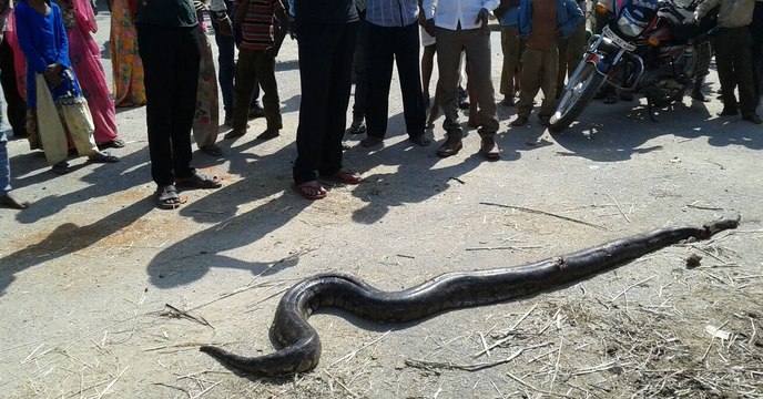 These Heroic Villagers Saved A Dog Being Strangled To Death By A Python
