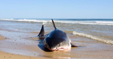 What he found in this shark's stomach left one fisherman shocked