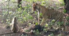 A tiger leapt towards this monkey but then something extraordinary happened