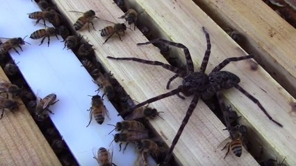 Watch as these bees defend their hive from a fishing spider (Video)