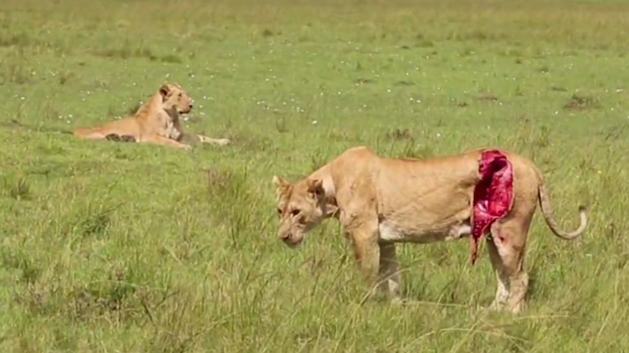 This lioness was left for dead… Then something amazing happened