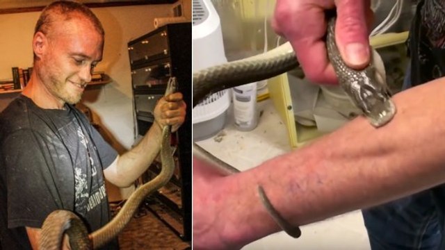 Man Voluntarily Receives Two Consecutive Snake Bites From A Black Mamba (VIDEO)