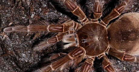 This Terrifying Creature Is the World's Largest Spider