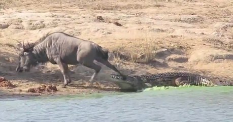 This crocodile was making a meal out of a wildebeest...until something bigger came along