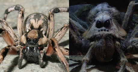 A real life version of the spider from harry potter has been discovered