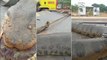 Brazilian residents were shocked to discover this 7m long anaconda