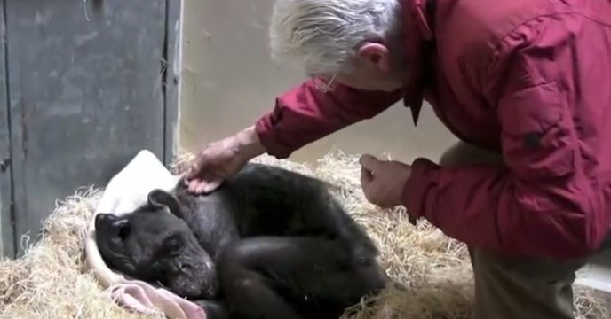 This Dying Chimpanzee Had Heartbreaking Reaction When She Reunited With The Man Who Raised Her